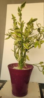 AS Hospedagem - 4