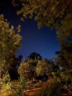 Podocarpus Cottages -02 - Naro Moru - 7