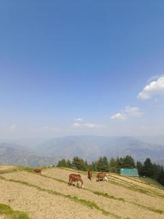 The Misty Heights l Rooms and Restaurant l Family Groups & Events l Open Air Lawn l Kufri by Exotic Stays - 5