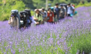 yangwon lavender 양원라벤더 금강송숲길 협곡열차 - 0