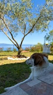 Stone House Sea View Vista Natura Private Garden Quiet Location - Labin - 8