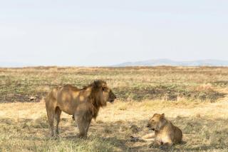 Ngorongoro Haven Inn & Day Safaris - 3