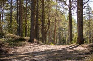 Gnista Glamping - 8