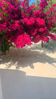 Bluewaves Antiparos Sunstone Terrace House - 7