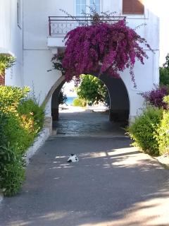 Sailor's Apartments Kavos - 2