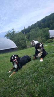 Sunrise Glamping Retreat - 8