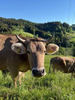 Alpe Sonnenruh - 6