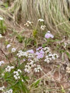 Refúgio de Paz na Natureza - Chalé Aconchegante na Chácara Graviola - 8