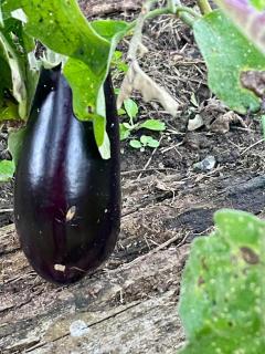 Refúgio de Paz na Natureza - Chalé Aconchegante na Chácara Graviola - 5