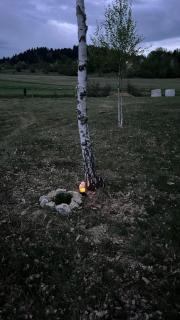 Camp Birch Forest - 1