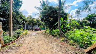 The Banyan Trails - 1