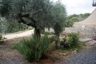 Casa Oliva hideaway 200m from Delphinia beach - 4