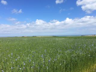 Maison au calme dans la prairie de la terre d'or - 1