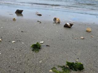 4 star holiday home in Fanø - 5