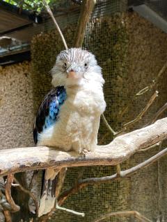 Suite Cotinga, balneo, bien-être, Parc des Oiseaux - 1