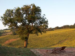 Podere Del Fagiano - Tolentino - 5