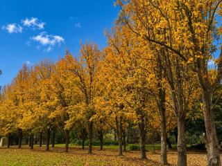 Private Countryside Retreat Near Melbourne Pool Huge Grounds - 4