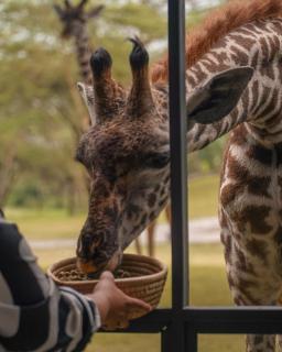 Giraffe Manor Tanzania - 3