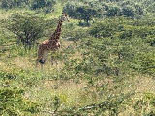 Faru House - Lake Nakuru National Park - 7