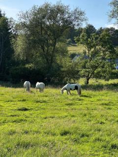 Wohlfühl Nest mit schöner Aussicht - 8