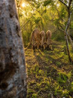Maningwe - 4