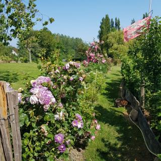Le Grand Jardin - 8