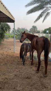 green laxury farm - 1