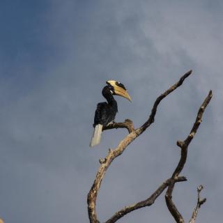 Villa Emerald Yala safari tours - 1