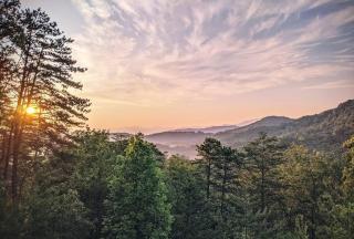 May The Forest Be With You - Sevierville - 9