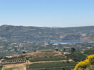 Alpinia - 1