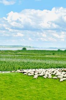 Elbeapartments Altes Land - 8