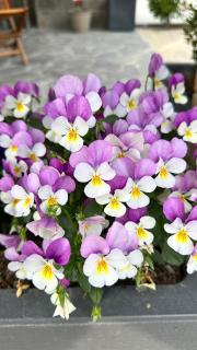 Locazione Turistica A Casa di Viola - 1