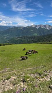 Komovi Luxury House - Andrijevica - 1