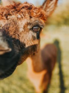 Alpaca Bed & Fields - 1