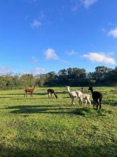 Alpaca Bed & Fields - 5