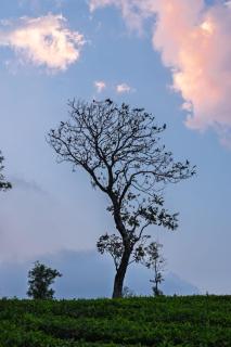Nithara Hills Resort - 3