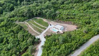Green House - 7