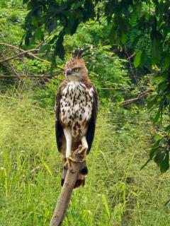Wilpattu Mobile Camping - 7