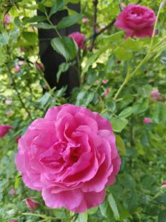 Ferienwohnung Wilder Garten in Bad Aussee mit Gartenbenutzung - 8