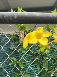 Hummingbird Haven - 2
