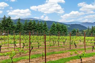 Willamette Wine Country Vineyard Escape - 2