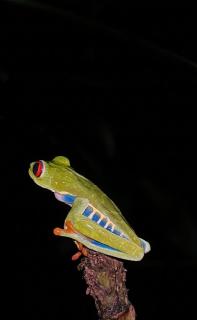 Heliconia Island Lodge - 8