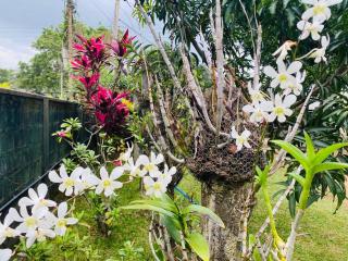 Orchid Resort - 3