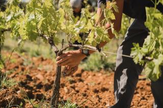 Domaine Rabiega - Vineyard and Boutique hotel - 8