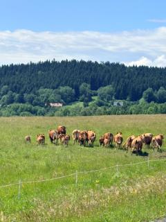 Domki nad Stawem Uherce - 9