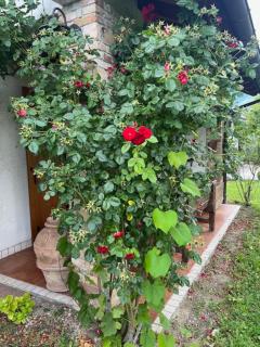 Dimora alle Vigne - 6