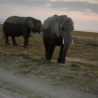 Nyakulo safari camp - 9
