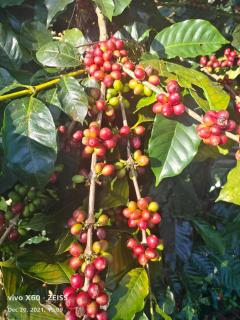 Nature kings Timber leaf Homestay - 1