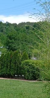 Bambuus Garden & Spa - 5