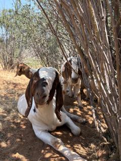 Homestead Ranch near Yosemite with Animals & Fresh Eggs - 4
